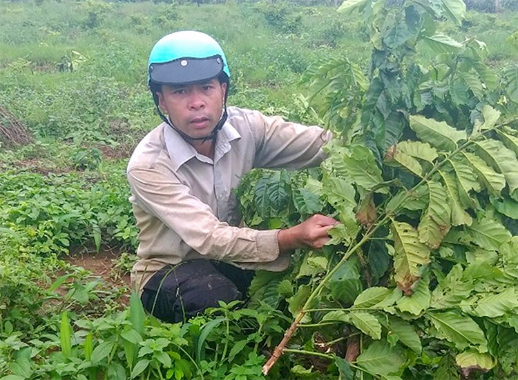 Một hộ dân ở xã Hòa Ninh tiếp tục bị chặt phá hơn 180 cây cà phê