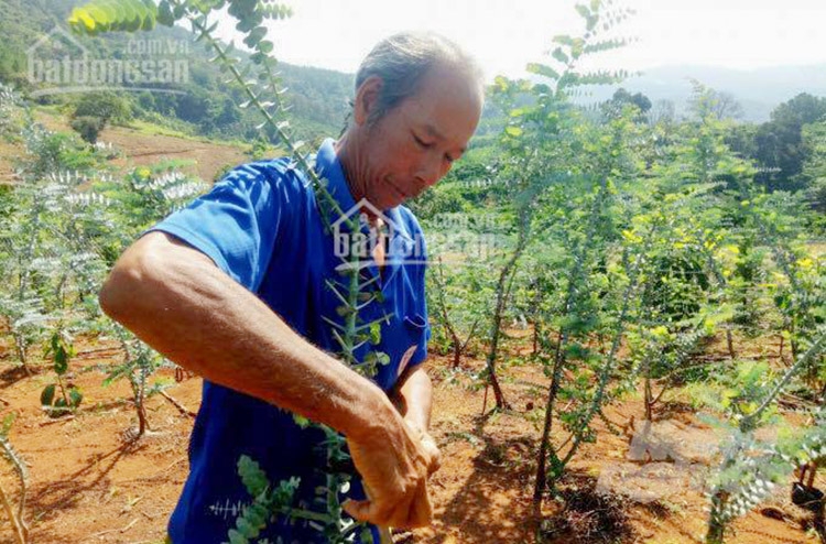 Ông Phạm Văn Kim khẳng định mình chỉ trồng cây đô la, chứ không hề bán đất nông nghiệp 