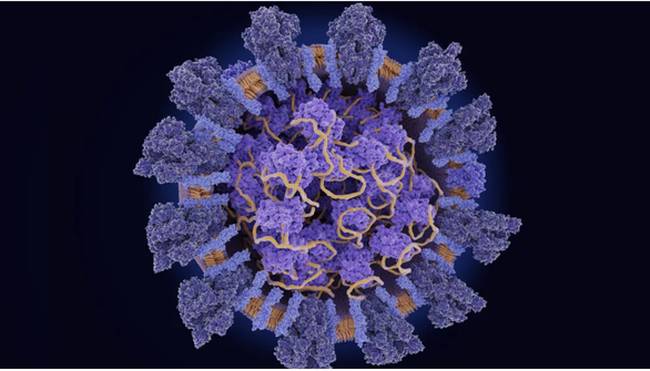 Virus corona dùng các gai protein (xanh đậm) để xâm nhập tế bào, bắt tế bào nhân bản RNA (màu vàng) của nó