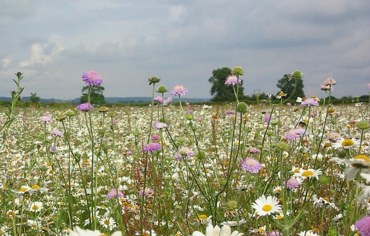 Kế hoạch &quot;cao tốc hoa dại&quot; giúp bảo vệ loài thụ phấn tại Anh