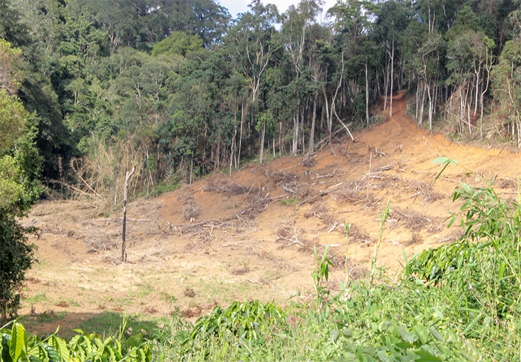 Nhiều diện tích rừng ở Lâm Hà bị lấn chiếm