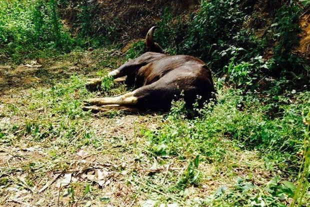 Bộ TN-MT đề nghị Đồng Nai xử nghiêm nhóm giết hại bò tót quý hiếm