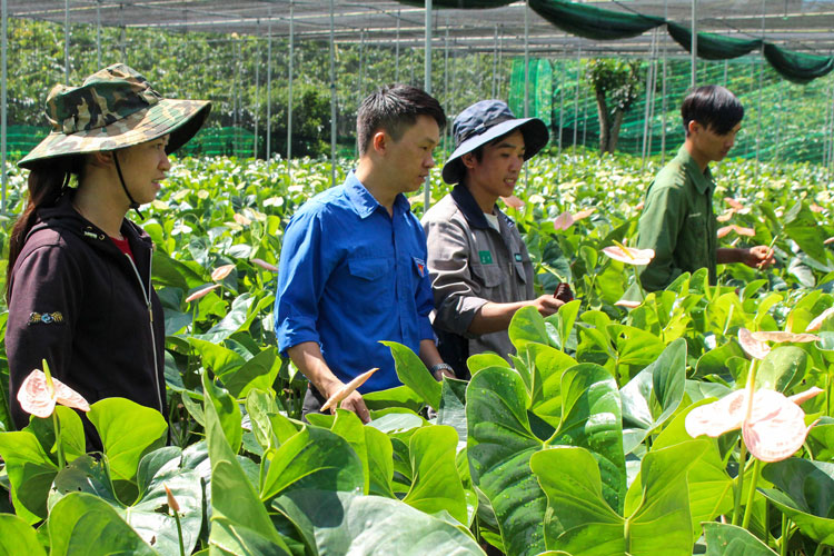 Mô hình trồng hồng môn đang cho thu nhập cao tại xã Hòa Ninh