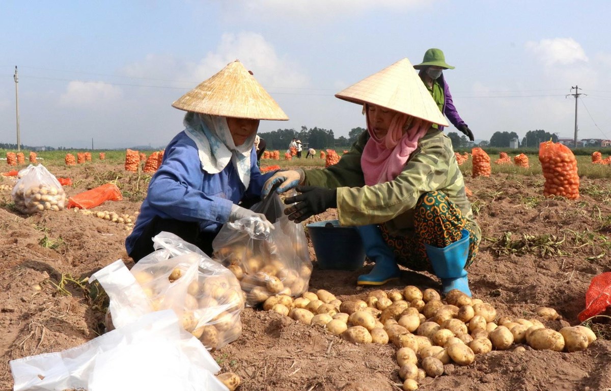 Nghiên cứu chọn tạo giống khoai tây sản xuất quanh năm tại Đà Lạt