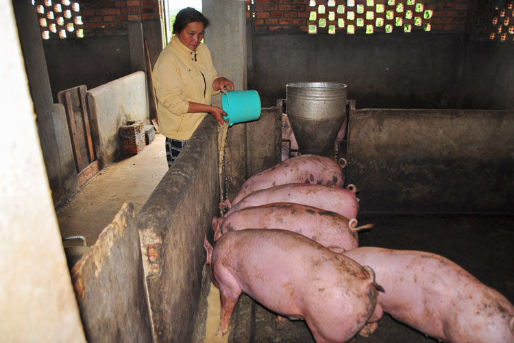 Nông dân chưa sẵn sàng tái đàn sau dịch tả lợn châu Phi
