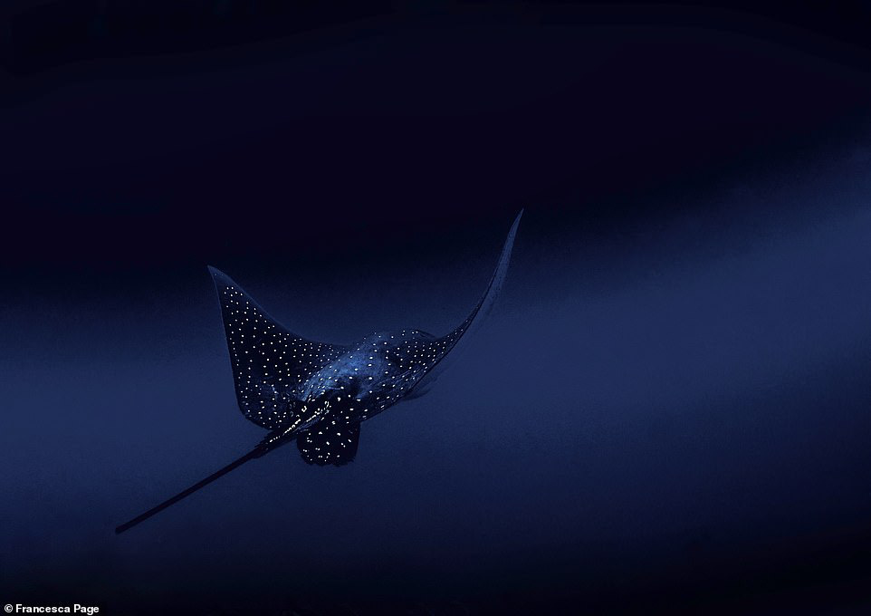 Bức ảnh của Francesca Page chụp một con cá ó sao gần đảo Cocos ở Costa Rica lọt vào chung kết ở hạng mục thiên nhiên. Cá ó sao có tên khoa học là Aetobatus narinari, còn được gọi là cá ó đốm, cá đuối. Chúng là một loài cá sụn thuộc họ Myliobatidae, sống ở khắp các vùng biển nhiệt đới ở độ sâu khoảng 80 m