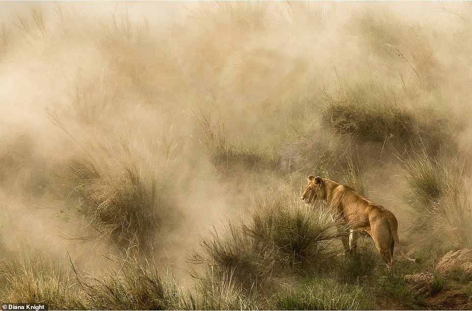 Nhiếp ảnh gia Diana Knight bước vào vòng chung kết hạng mục thiên nhiên với bức ảnh ấn tượng về một con sư tử cái đứng trong cơn bão cát bên bờ sông Mara ở Kenya.