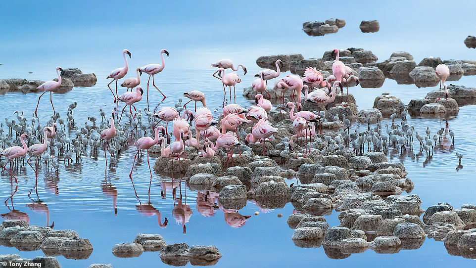 Tony Zhang với bức ảnh chụp hồng hạc và chim con trên hồ Natron ở Tanzania. Hồ Natron ở Tanzania được mệnh danh là hồ tử thần do do màu sắc đỏ kỳ lạ của nó. Nơi đây là thiên đường của chim hồng hạc. Hồ là nơi hàng triệu chim hồng hạc sinh sống và làm tổ mỗi mùa sinh sản. Những gò đất nhỏ nổi lên trong bức ảnh chính là những chiếc tổ của loài chim này