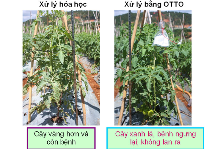 Đối chứng kết quả xử lý bằng biện pháp hóa học và biện pháp sinh học trên cây cà chua Đơn Dương