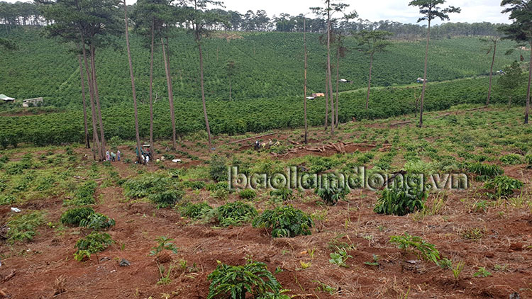 Tại vị trí chôn lấp 132 lóng thông, cà phê được trồng xanh tốt