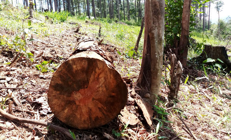 Một cây thông có đường kính hơn 0,6 m bị cưa hạ đang nằm tại hiện trường thuộc Khoảnh 4, Tiểu khu 439