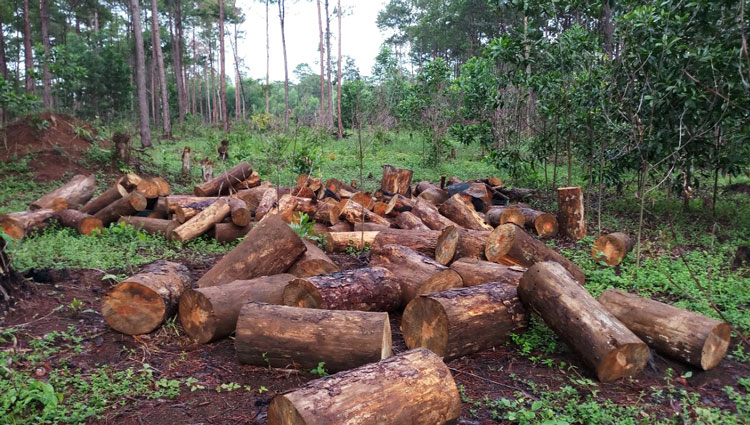 120 lóng gỗ thông được cơ quan chức năng phát hiện thu giữ tại Tiểu khu 439