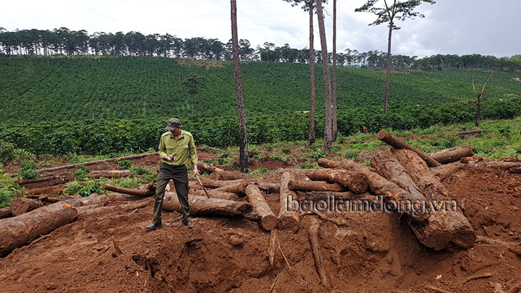 Cơ quan chức năng kiểm đếm số gỗ thông bị chôn lấp dưới đất phát hiện vào ngày 17/8 tại Tiểu khu 443 (xã Lộc Phú, huyện Bảo Lâm). Ảnh tư liệu: Khánh Phúc