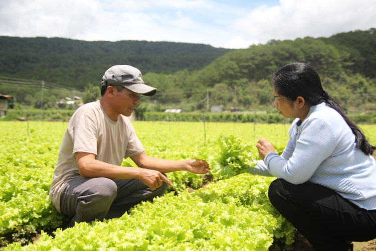 Đối với diện tích sản xuất nông nghiệp ven sông Đa Nhim, người dân được vận động trồng cây ngắn ngày trong mùa mưa bão, nhằm hạn chế thiệt hại do ngập úng