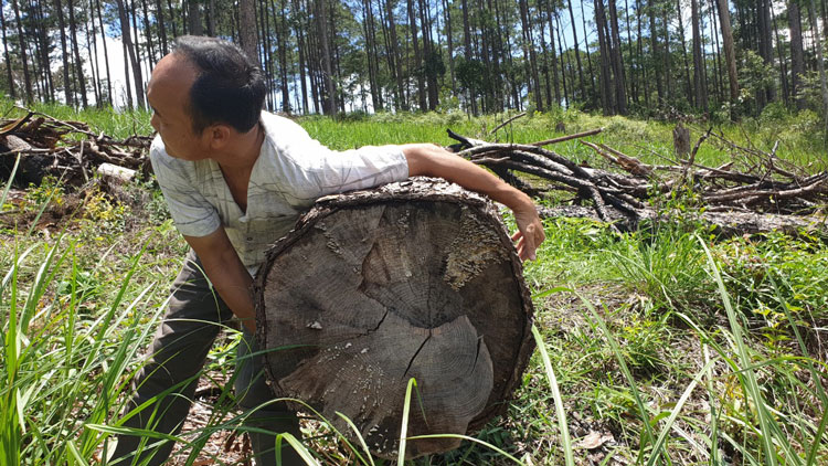 Một cây gỗ thông hàng chục năn tuổi bị đốn hạ tại TK 439