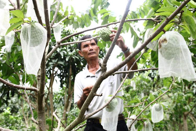 Anh Vũ Trọng Hiển, người tiên phong đưa cây na Thái canh tác tại địa phương và cũng là tỷ phú na Thái đầu tiên ở Lâm Đồng