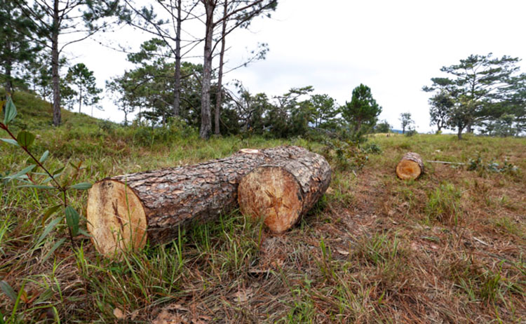 Phạt 3 cá nhân trên 300 triệu đồng vì phá rừng phòng hộ tại Đà Lạt