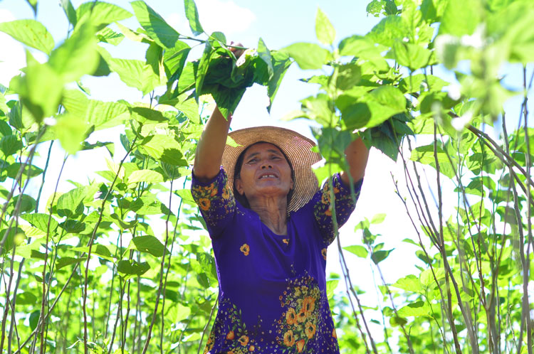 Thông qua các lớp đào tạo nghề trồng dâu nuôi tằm, đã giúp bà con đồng bào DTTS có kỹ thuật nuôi trồng nâng cao thu nhập