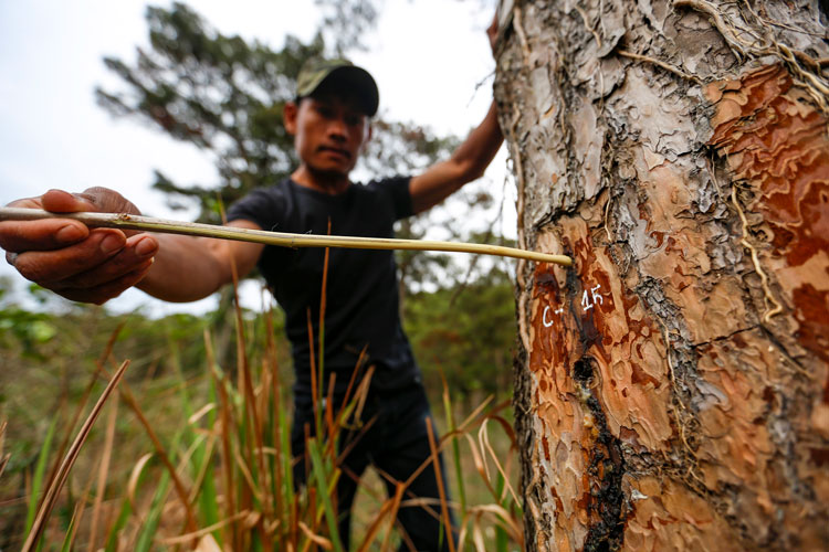 Một vụ khoan lỗ, đổ hoá chất làm chết cây trên địa bàn huyện Lạc Dương