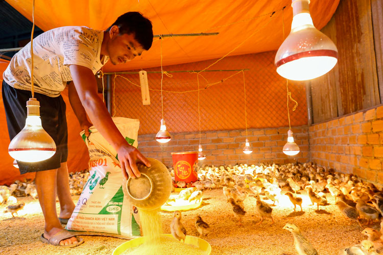 Mô hình nuôi gà thịt của Lộc tại xóm Lũng Chuối, Thôn 5, B’Lá