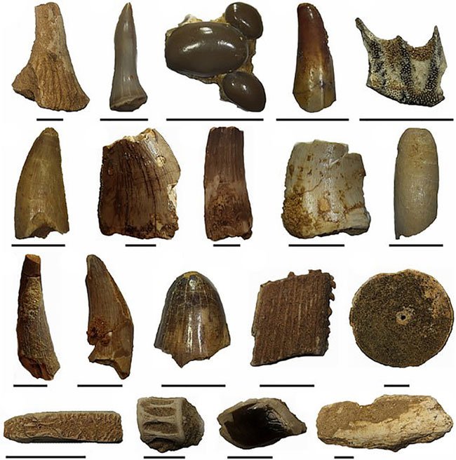 Một số mẫu vật răng hóa thạch của Spinosaurus.