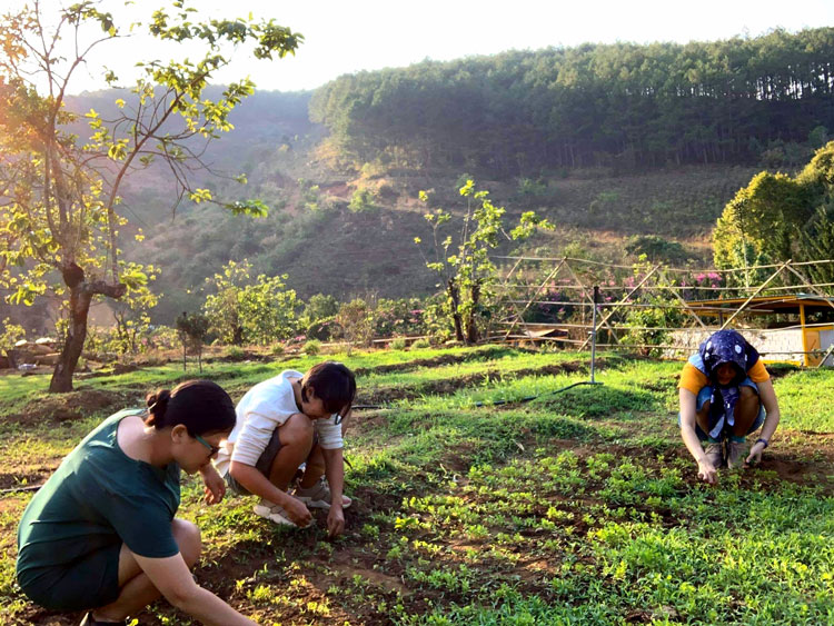 Khi lựa chọn làm tình nguyện viên, nhiều bạn trẻ được trải nghiệm một phần cuộc sống của những người nông dân thực thụ.