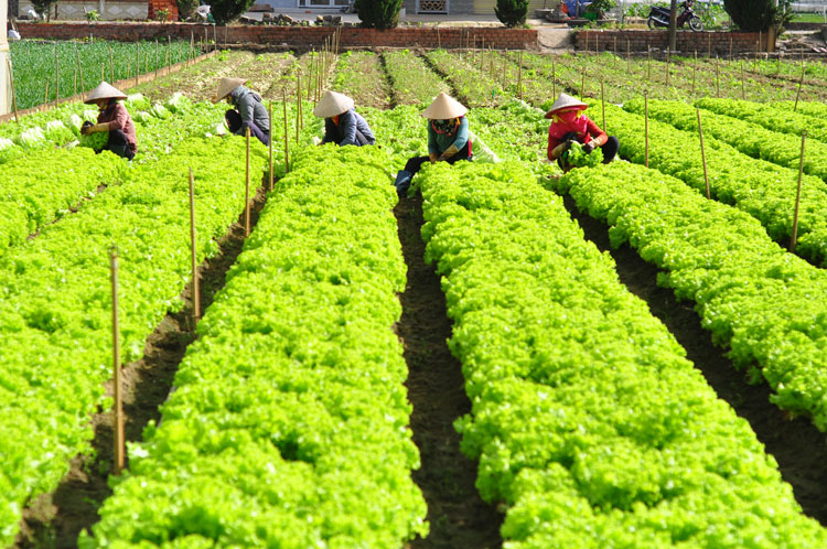 Người dân xã Lạc Lâm trồng rau màu phát triển kinh tế gia đình