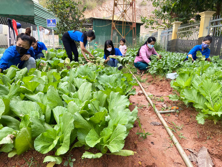Mô hình “Vườn rau thanh niên” của Đoàn cơ sở Trường THCS Trần Phú