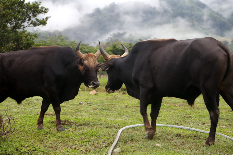 Chuyển giao 11 hậu duệ bò tót rừng cho Vườn Quốc gia Phước Bình