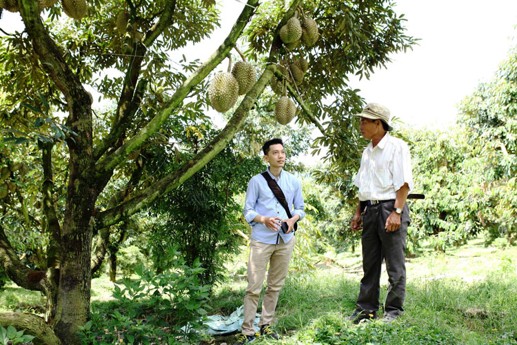 Ông Vũ Văn Bằng (đội mũ) được coi là “Vua sầu riêng Lâm Đồng” khi đang sở hữu nhiều diện tích trồng sầu riêng lên đến 29 ha