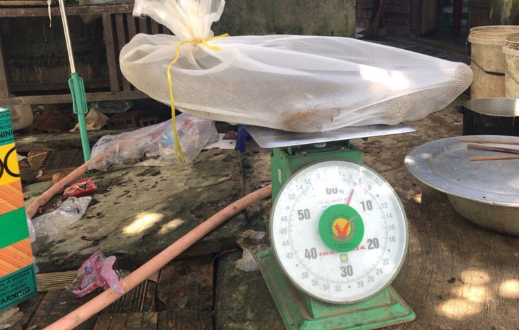 Một con kỳ đà vân  được thu giữ của 1 hộ dân nuôi nhốt trái phép trên địa bàn huyện Cát Tiên thời gian gần đây