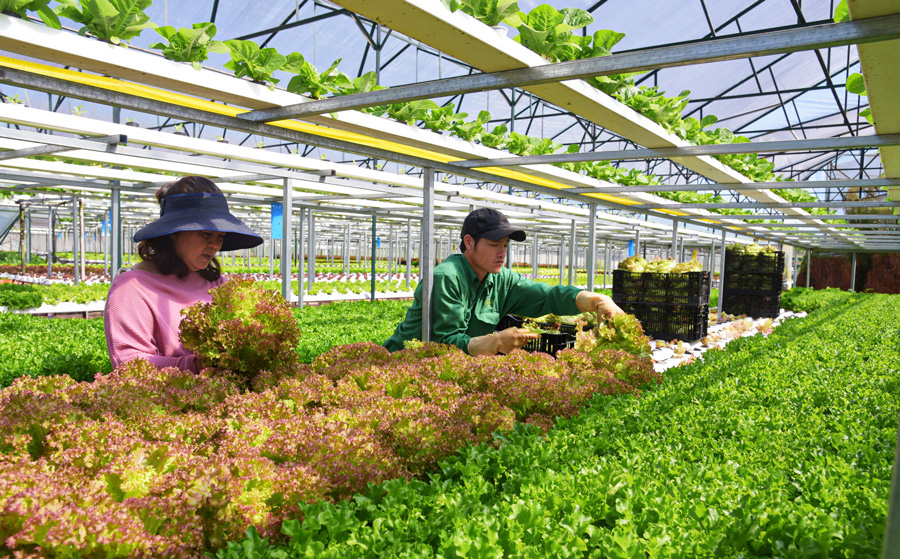 Lâm Đồng hướng đến ngành nông nghiệp toàn diện và hiện đại. Ảnh: Văn Báu