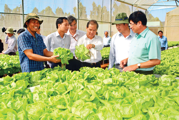 Đồng chí Bí thư Tỉnh ủy thăm mô hình trồng rau công nghệ cao. Ảnh: Văn Báu