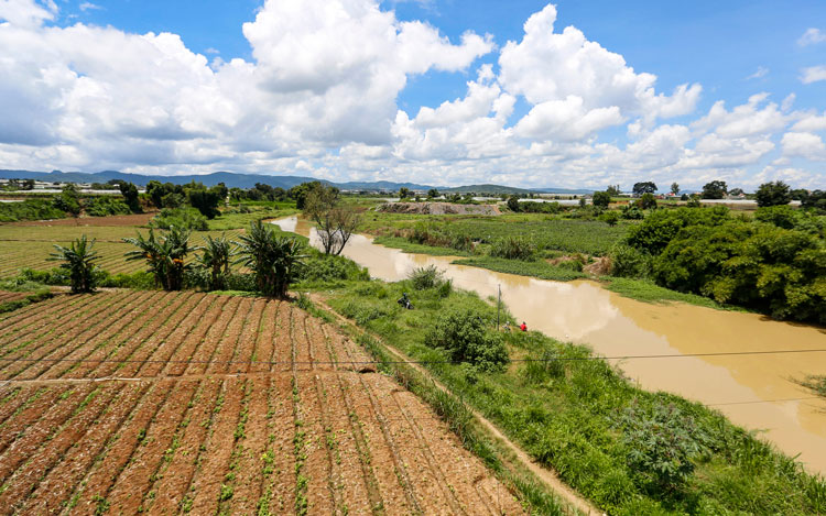 Rau màu người dân trồng ven sông Đa Nhim, huyện Đơn Dương có nguy cơ bị ngập úng cao khi mưa lũ đổ về