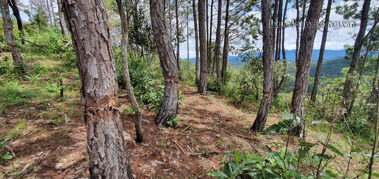 Trong các phương thức “lâm tặc” sử dụng để hủy hoại rừng thông tại khu vực Tiểu khu 118, tàn độc nhất là “ken cây” để thông chết từ từ
