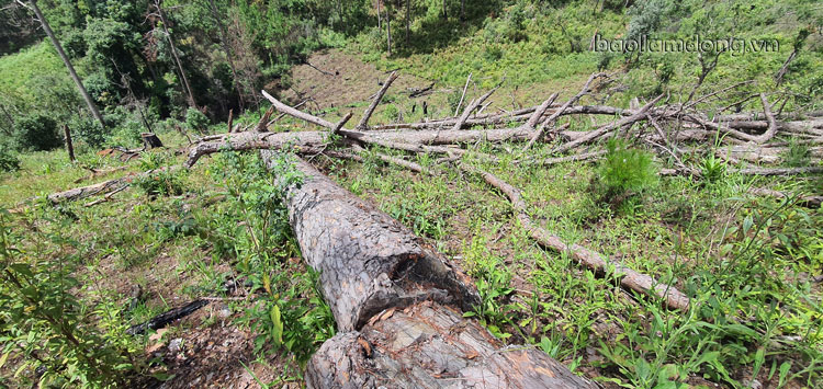 Sau các cách sát hại thông, các đối tượng còn đốt gốc, cưa hạ cây vừa là để tận diệt và cũng là cách để phi tang nhằm che dấu các cách hủy hoại rừng