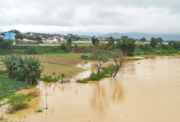 Do mưa bão kéo dài, rau màu người dân ven sông Đa Nhim bị ngập úng nhẹ