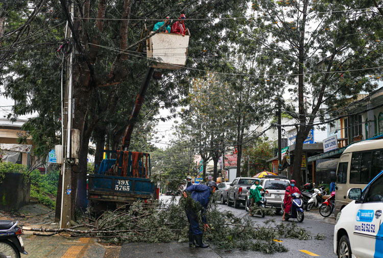 Công nhân Công ty CP Dịch vụ Đô thị Đà Lạt phải chặt bớt, tỉa nhánh nhiều cây xanh có nguy cơ gãy đổ trên địa bàn do ảnh hưởng của mưa bão
