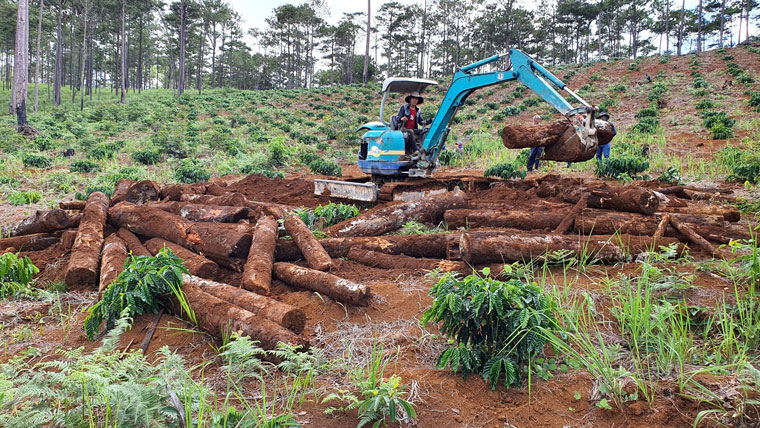 Một vụ việc triệt hạ rừng thông xảy ra tại Tiểu khu 443 (xã Lộc Phú, huyện Bảo Lâm) thuộc lâm phần do Công ty An Phú Nông quản lý, bảo vệ được cơ quan chức năng phát hiện vào ngày 17/8/2020