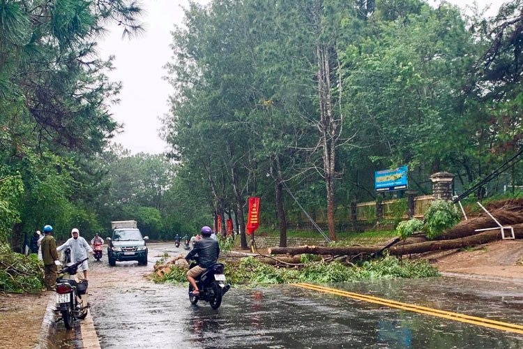 Dọn cây đổ trong mùa mưa bão trên đường phố Đà Lạt