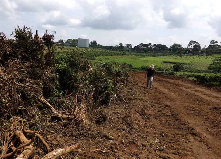 Không chỉ TP Bảo Lộc, huyện Bảo Lâm cũng có nhiều đồi chè bị phá bỏ nham nhở để làm đường trước khi thực hiện thủ tục phân lô. Ảnh: MAI VINH