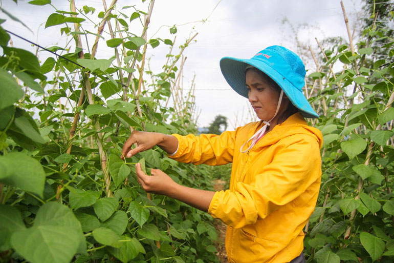 ĐBDTTS huyện Đơn Dương đã chuyển đổi nhiều diện tích cà phê năng suất thấp sang trồng các loại rau màu