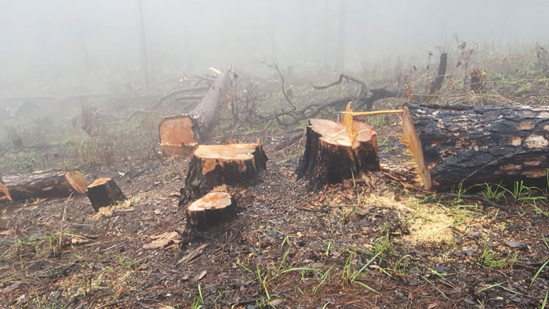 Từ đầu năm đến nay, cơ quan chức năng đã xử lý hình sự 26 vụ phá rừng