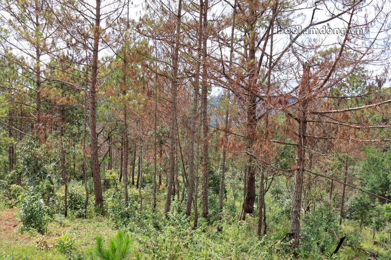 Làm rõ trách nhiệm tổ chức, cá nhân để mất rừng