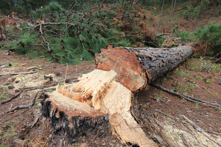 Vụ tàn phá rừng thông trên QL27C, chỉ xử phạt 11 triệu đồng