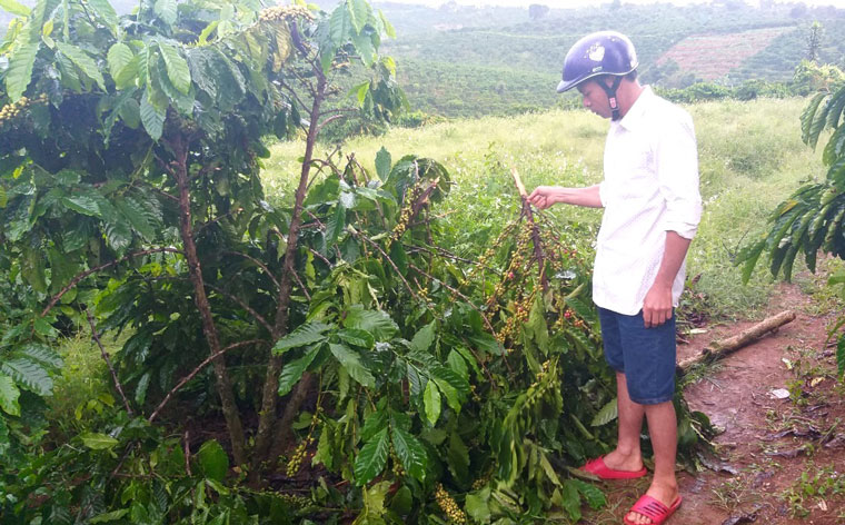 Ông Vũ Xuân Hải xót xa bên vườn cà phê đang cho thu hoạch bị kẻ gian chặt phá