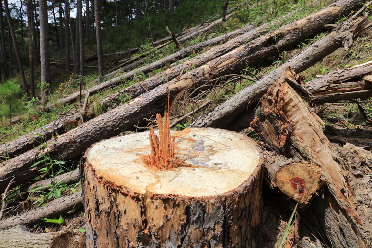 Nhiều cây rừng bị tàn phá ở đây có đường kính gốc cả một người ôm