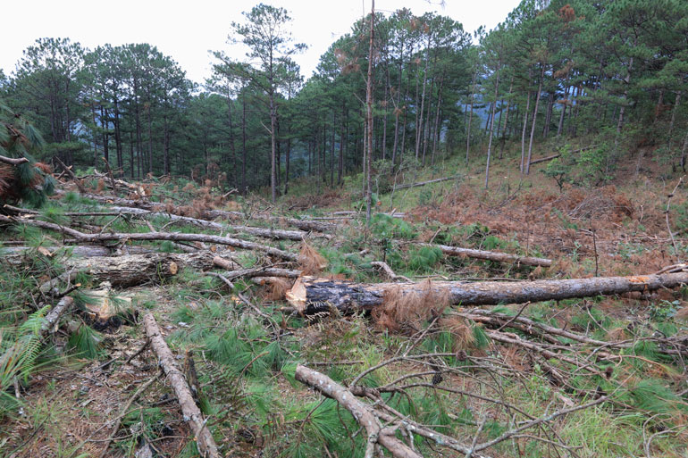 Rừng thông ở Tiểu khu 143 xã Đạ Sar bị đầu độc, chết đứng được cơ quan chức năng cưa hạ, tận thu để trồng lại rừng