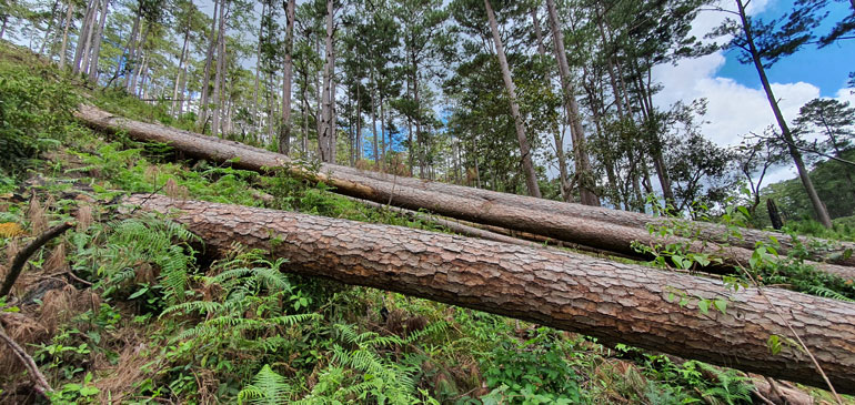 Hiện trường rừng thông tự nhiên bị cưa hạ trái phép