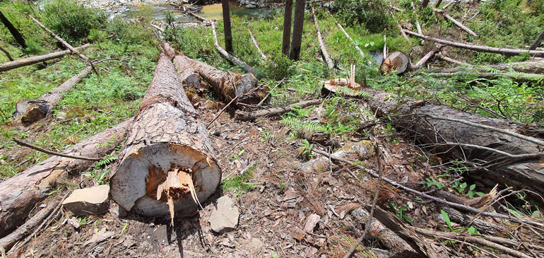 Nhiều cây thông thuộc rừng tự nhiên, đường kính gốc từ 20 – 70 cm, cá biệt có cây đường kính gốc lên đến 95 cm đã bị lâm tặc cưa hạ